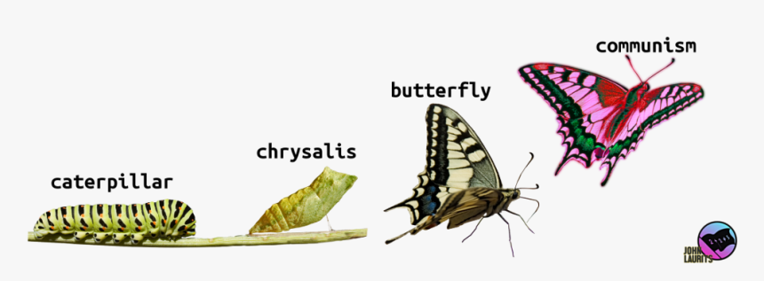 Metamorphosis, Caterpillar To Chrysalis, Butterfly, - Butterfly Metamorphosis, HD Png Download, Free Download