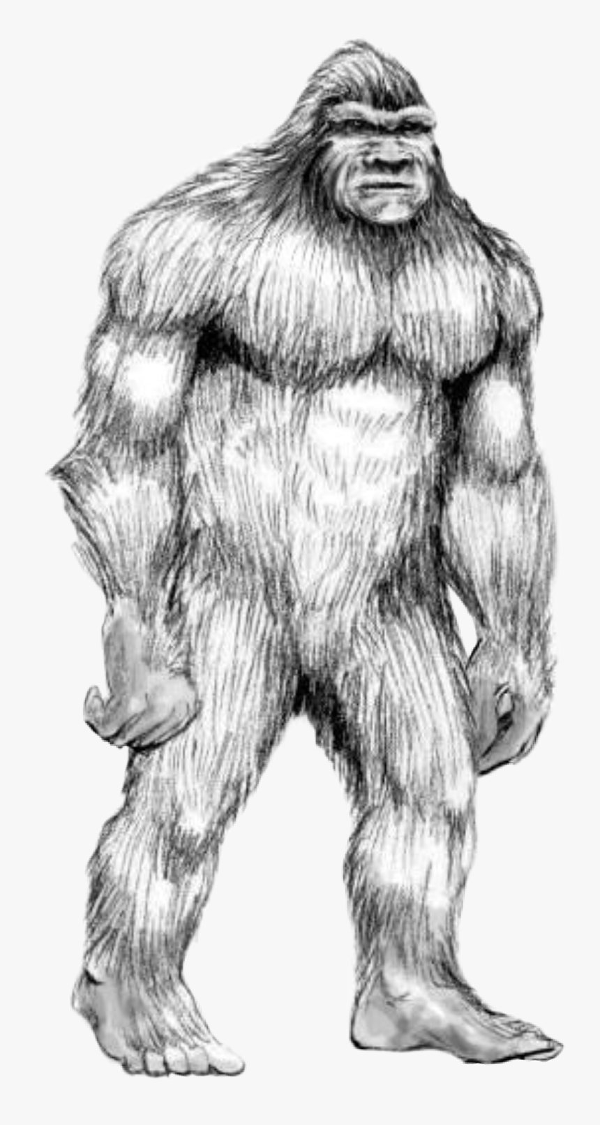 #handdrawn #sasquatch #bigfoot #wildman #booger #yowie - Drawing Of Bigfoot, HD Png Download, Free Download