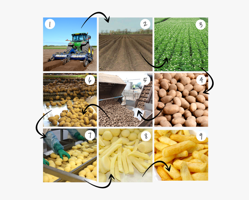 Potatoes From Farm To Fork, HD Png Download, Free Download