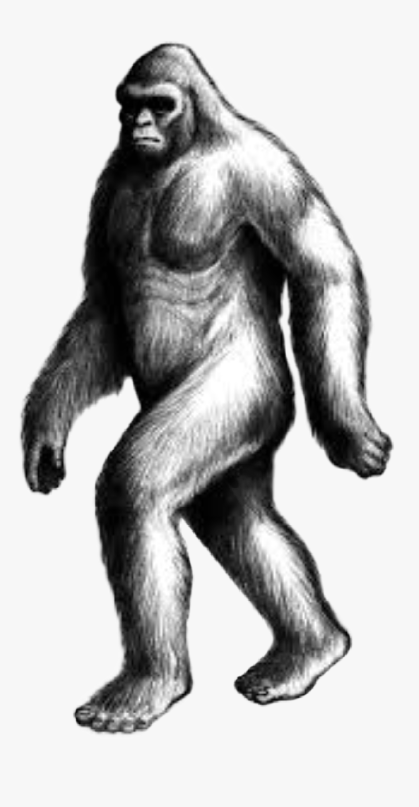 handdrawn #sasquatch #bigfoot #yowie #yeti #cryptid - Draw Sasquatch, HD Png Download - kindpng