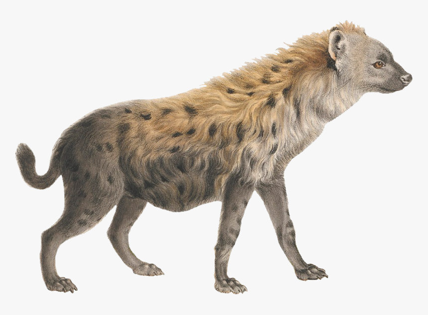 Download Hyena Png Transparent Images Transparent Backgrounds - Hyena Png, Png Download, Free Download