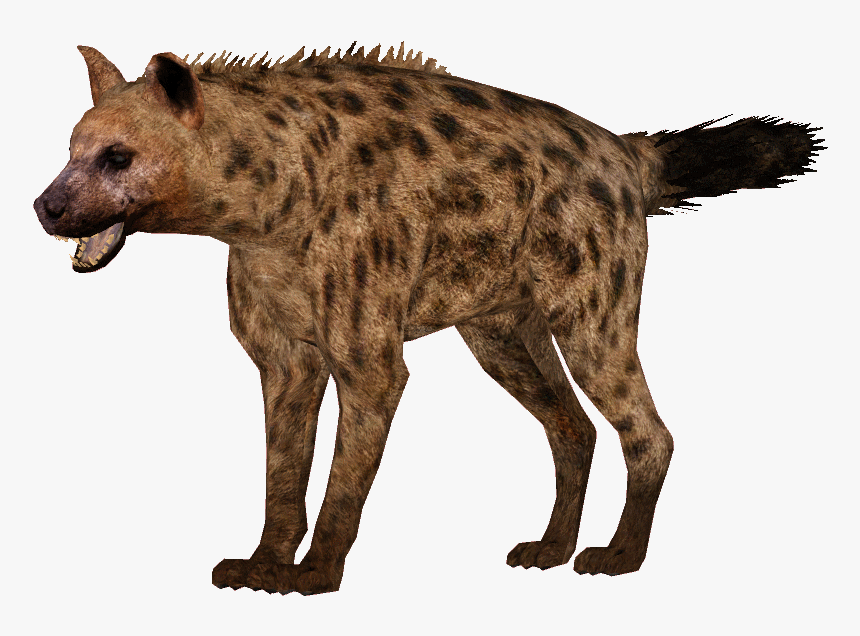 Hyena Png Image File - Hyena Png, Transparent Png, Free Download