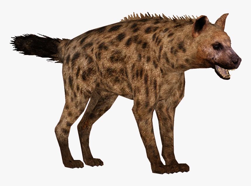 Hyenas Png, Transparent Png, Free Download