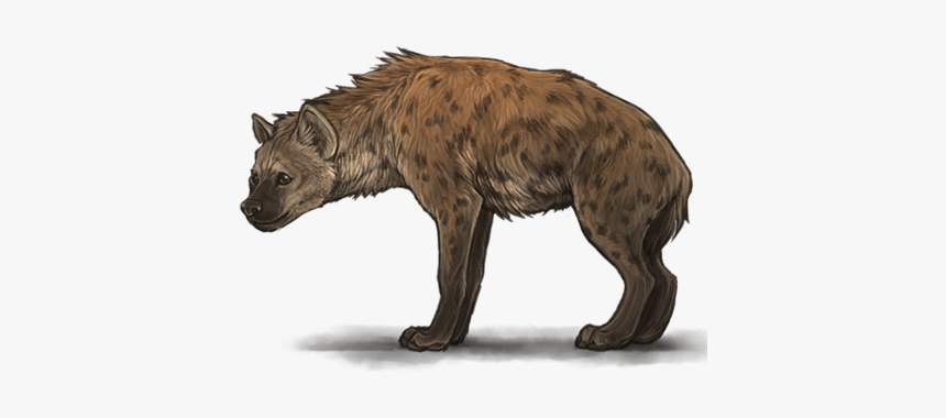 Download Hyena Png Transparent Images Transparent Backgrounds - Hyena Transparent Background, Png Download, Free Download