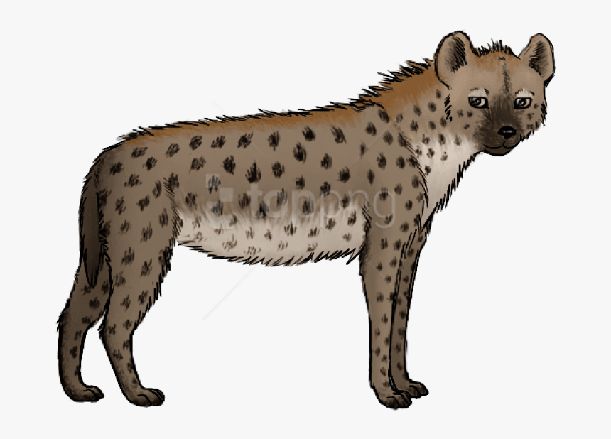 Hyena Image Transparent, HD Png Download, Free Download