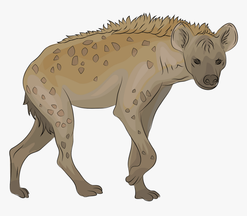 Hyena Clipart, HD Png Download, Free Download