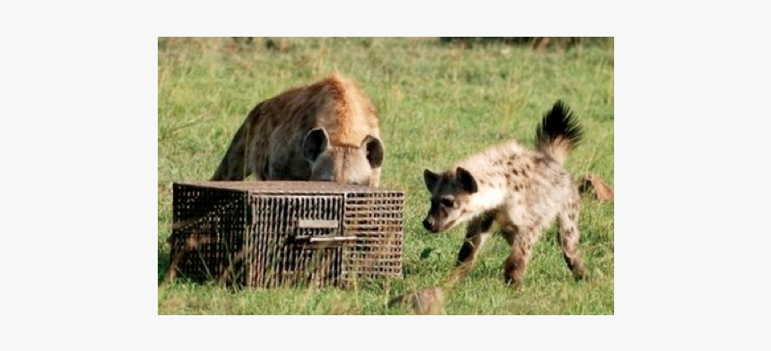 Spotted Hyena, HD Png Download, Free Download