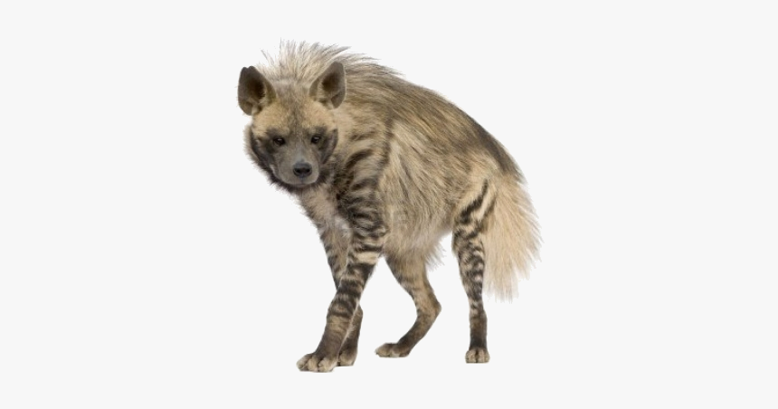 #hyena - Striped Hyena Transparent, HD Png Download, Free Download