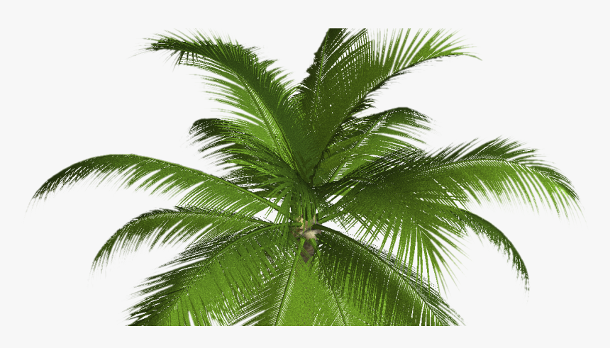 Transparent Palmeras Vector Png - Palm Tree Png Free, Png Download, Free Download