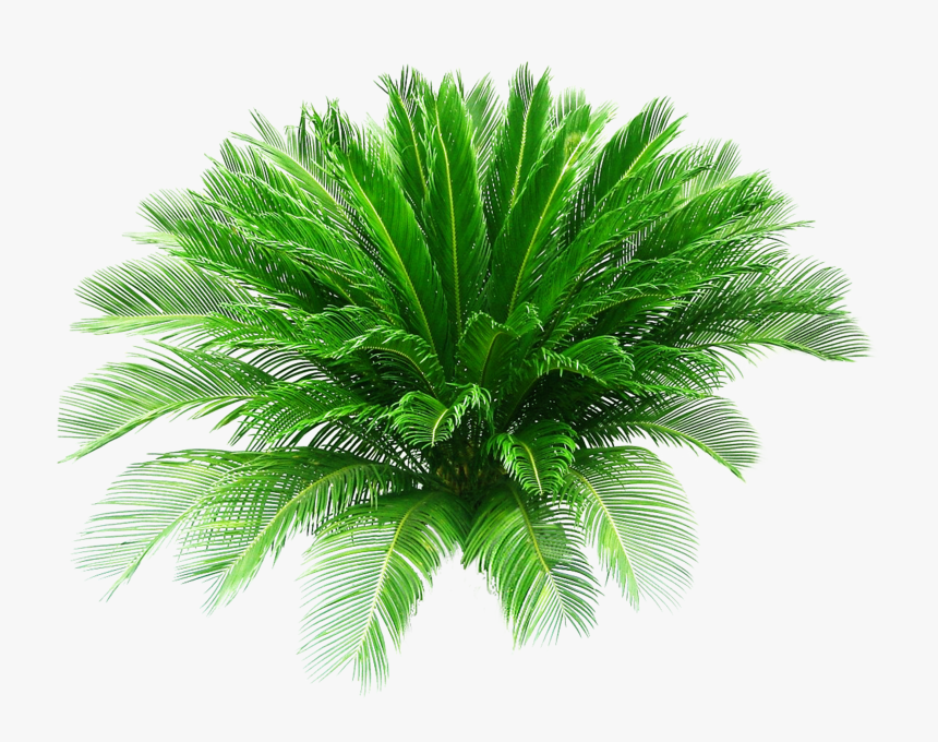 Sago Palm Plant Png, Transparent Png, Free Download