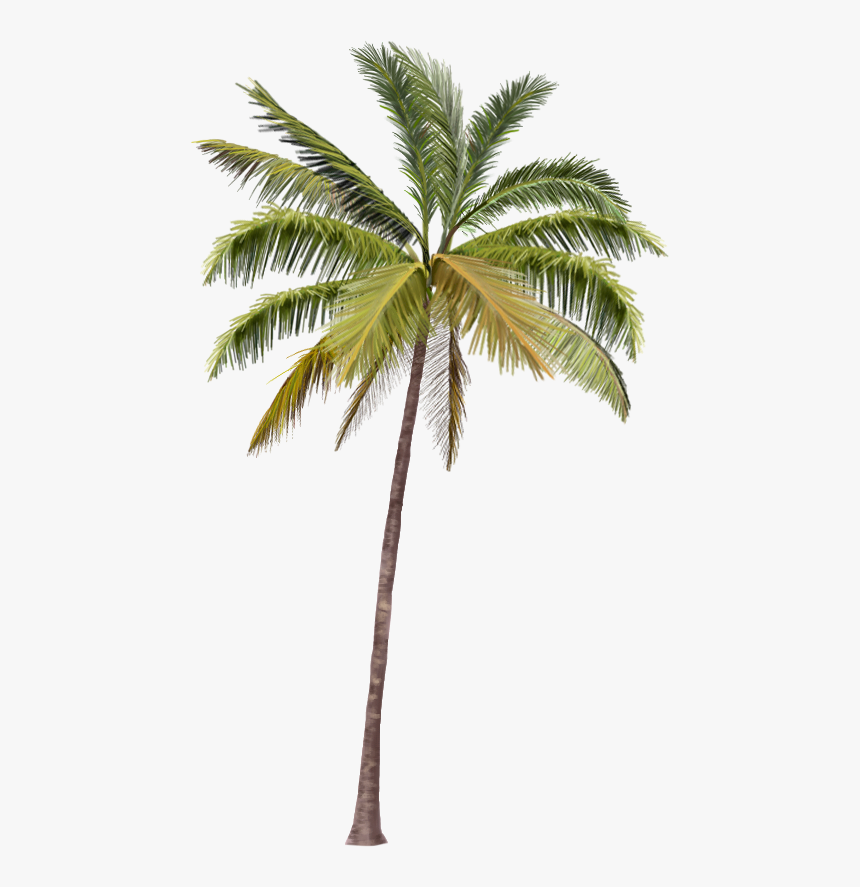 Coconut Tree Hd Png, Transparent Png, Free Download