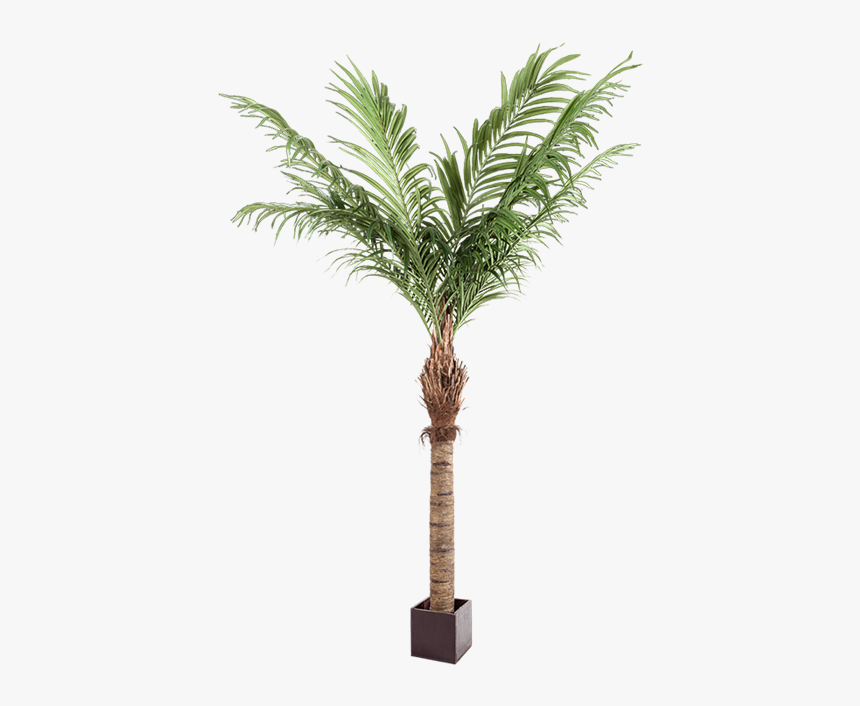 Desert Palm, HD Png Download, Free Download