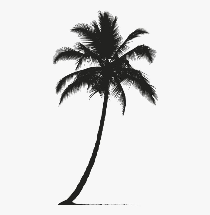 Realistic Palm Tree Silhouette, HD Png Download, Free Download