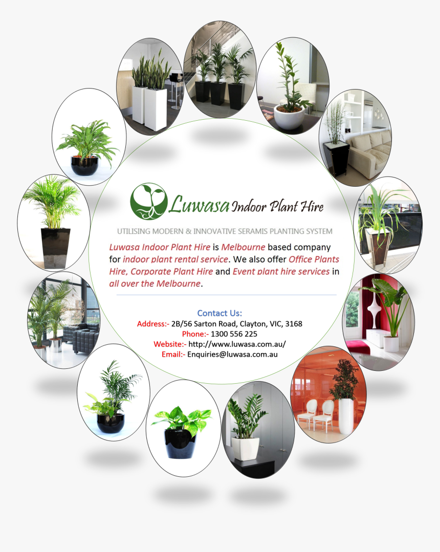 Plantas De Interior Palmeras , Png Download - Plantas De Interior, Transparent Png, Free Download