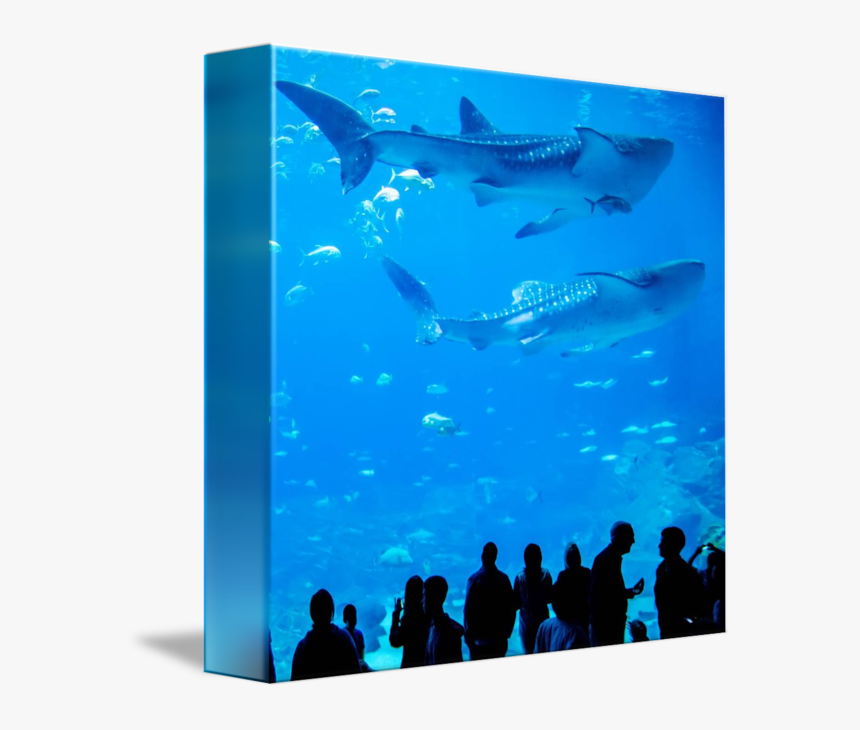 People Swimming Underwater - Whale Shark, HD Png Download, Free Download