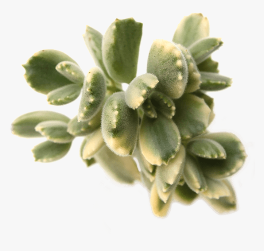 Cotyledon Tomentosa "bear"s Paw - Pachyphytum, HD Png Download, Free Download