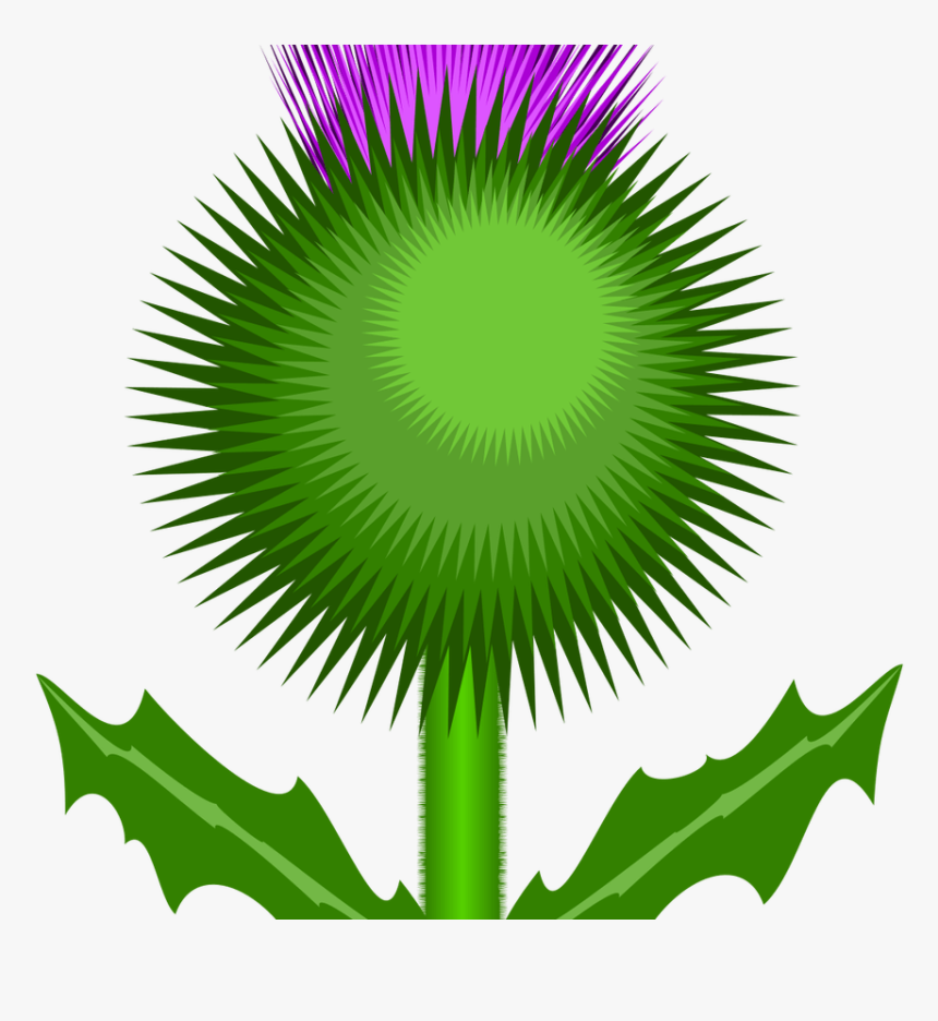 Pin By Brenda Logan On Clipart And Templates Pinterest - Scottish Thistle Cartoon, HD Png Download, Free Download