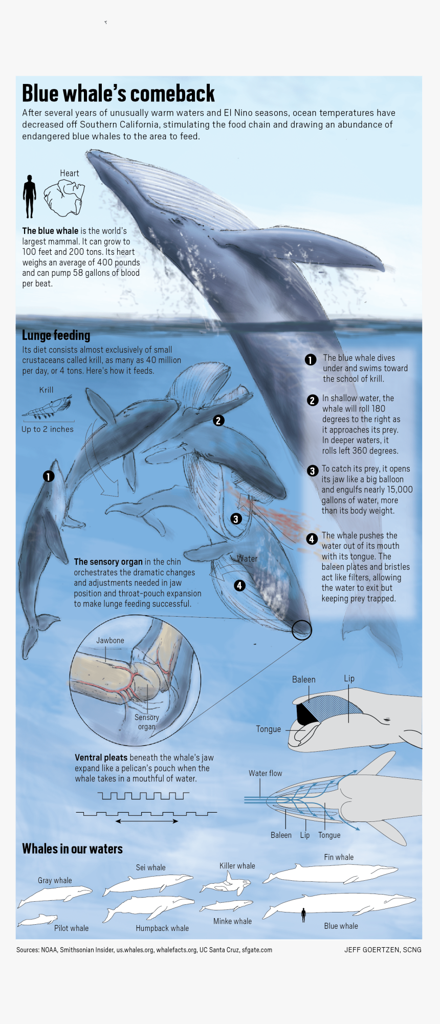 Blue Whale Out Of Water On Land, HD Png Download, Free Download