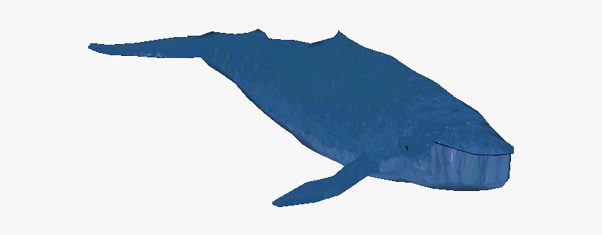 Blue Whale - Harbour Porpoise, HD Png Download, Free Download