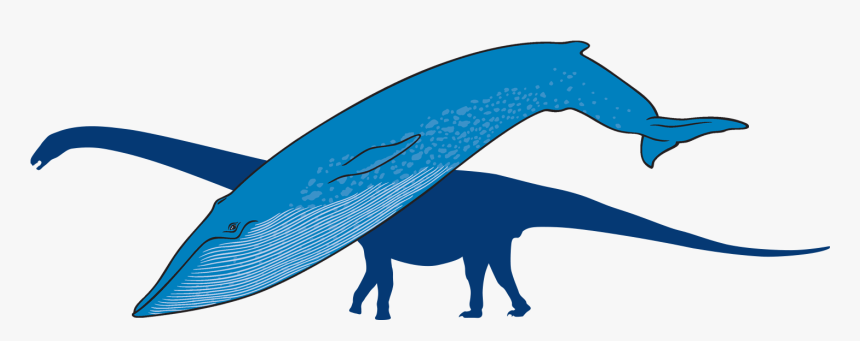 Blue Whale With Outline Of Titanosaur In Background - Whale, HD Png Download, Free Download