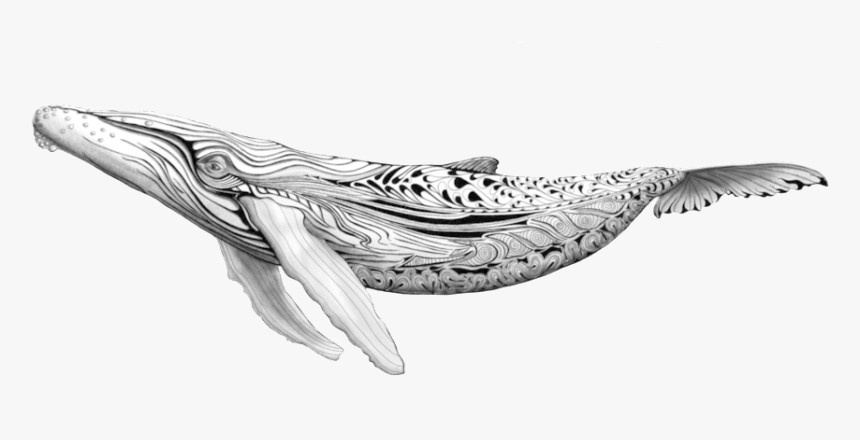 Blue Whale Png , Png Download - Whales Wallpaper Drawing, Transparent Png, Free Download