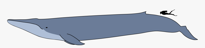 Blue Whale Size Comparison To Man, HD Png Download, Free Download