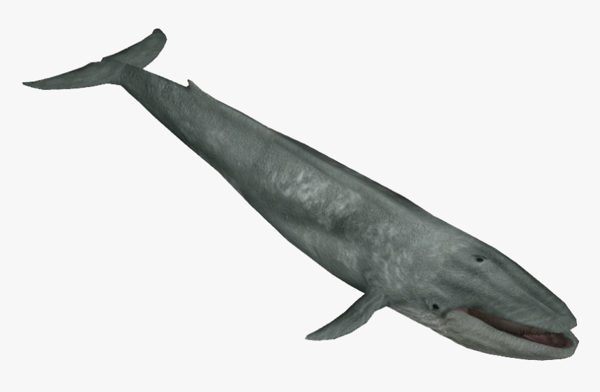 Blue Whale - Zoo Tycoon 2 Whale, HD Png Download, Free Download