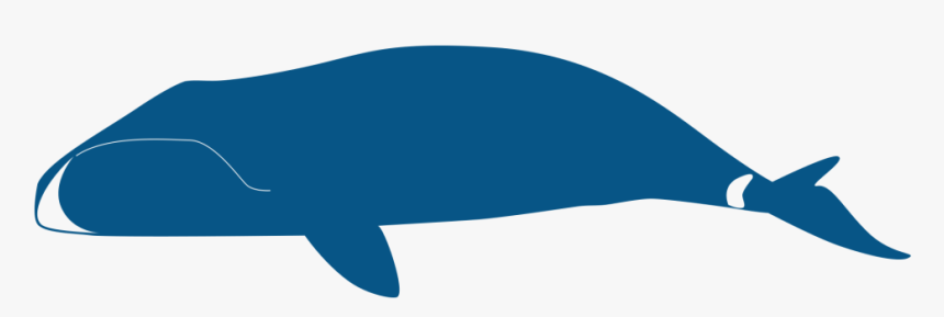 Whale, HD Png Download, Free Download