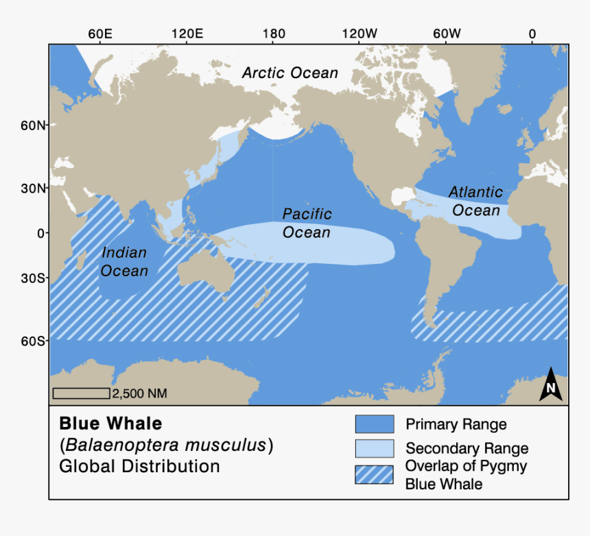 Blue Whale Map Of Distribution, HD Png Download, Free Download