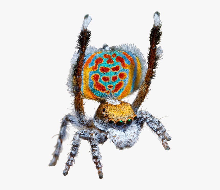 Transparent Giant Spider Png - Questacon Spider, Png Download, Free Download