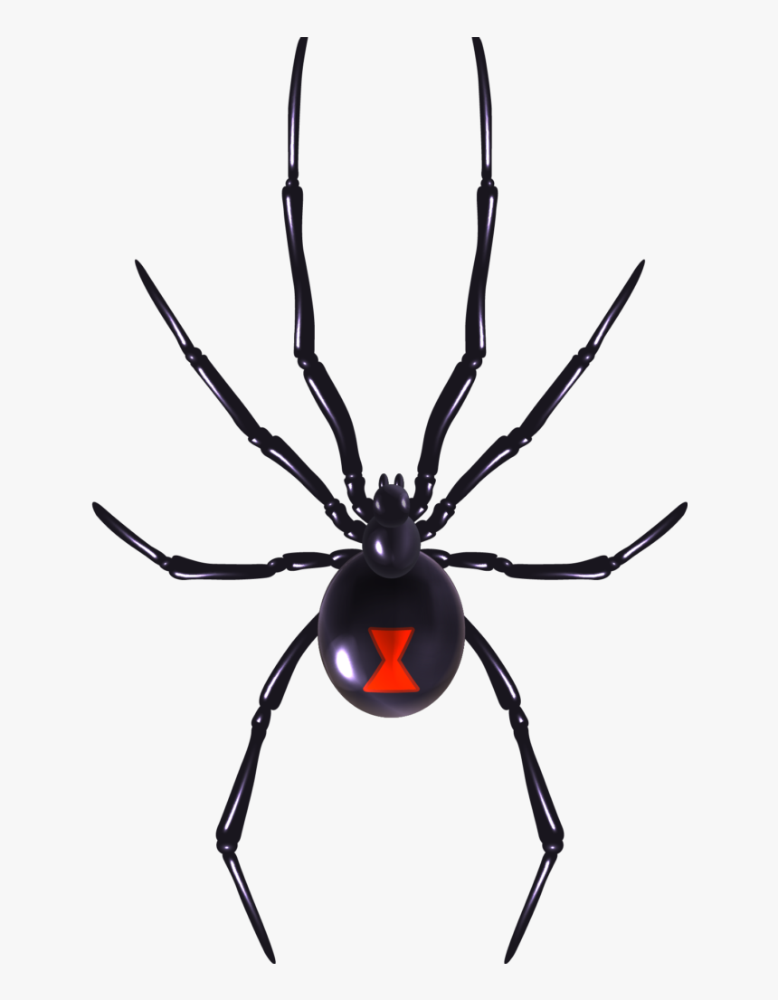 Black Spider Red Belly, HD Png Download, Free Download