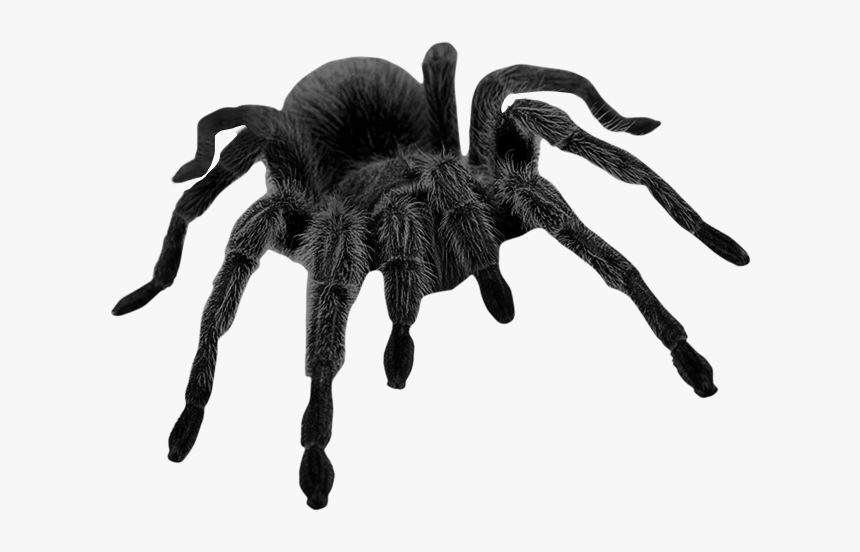 Haunted Black Png Picture - Black Spider Png, Transparent Png, Free Download