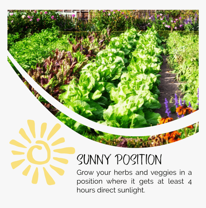 Herbs In Sun - Vegetable Garden, HD Png Download, Free Download