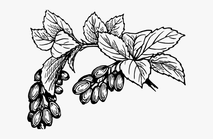 Cranberry Clipart Black And White - Fruit Png Drawing, Transparent Png, Free Download