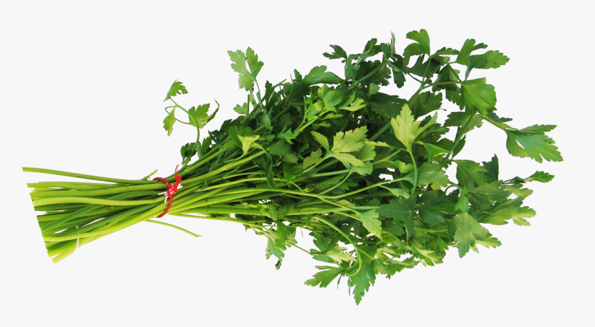 Verarbeitungssystem Petersilie - Leafy Vegetables Png, Transparent Png, Free Download