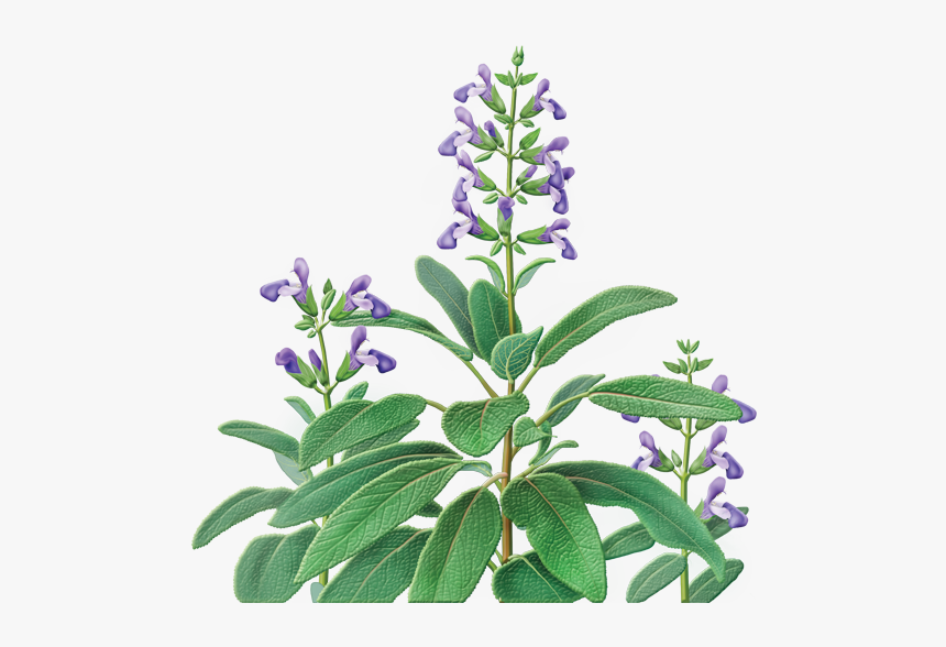 Catnip Drawing Herb Plant - Sage Herb Salvia Officinalis, HD Png Download, Free Download