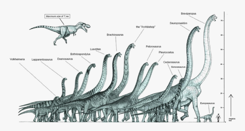 Tallest Dinosaur In The World, HD Png Download, Free Download