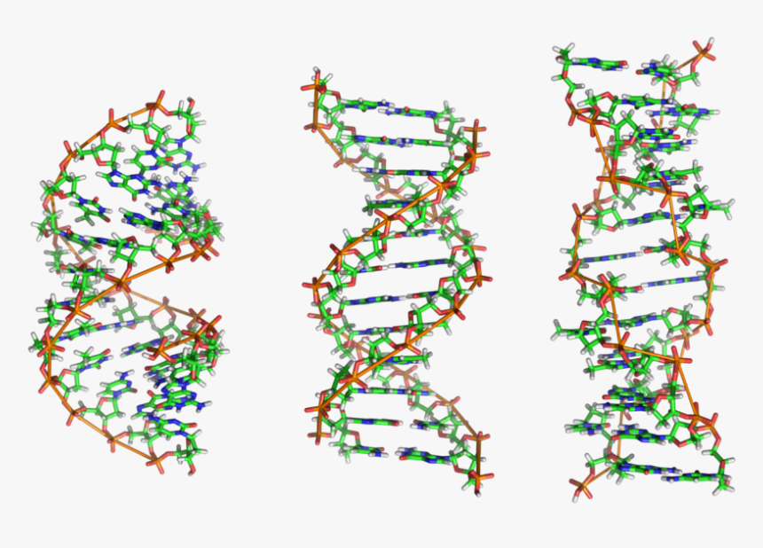 Dna - Dna B Dna Z Dna, HD Png Download, Free Download