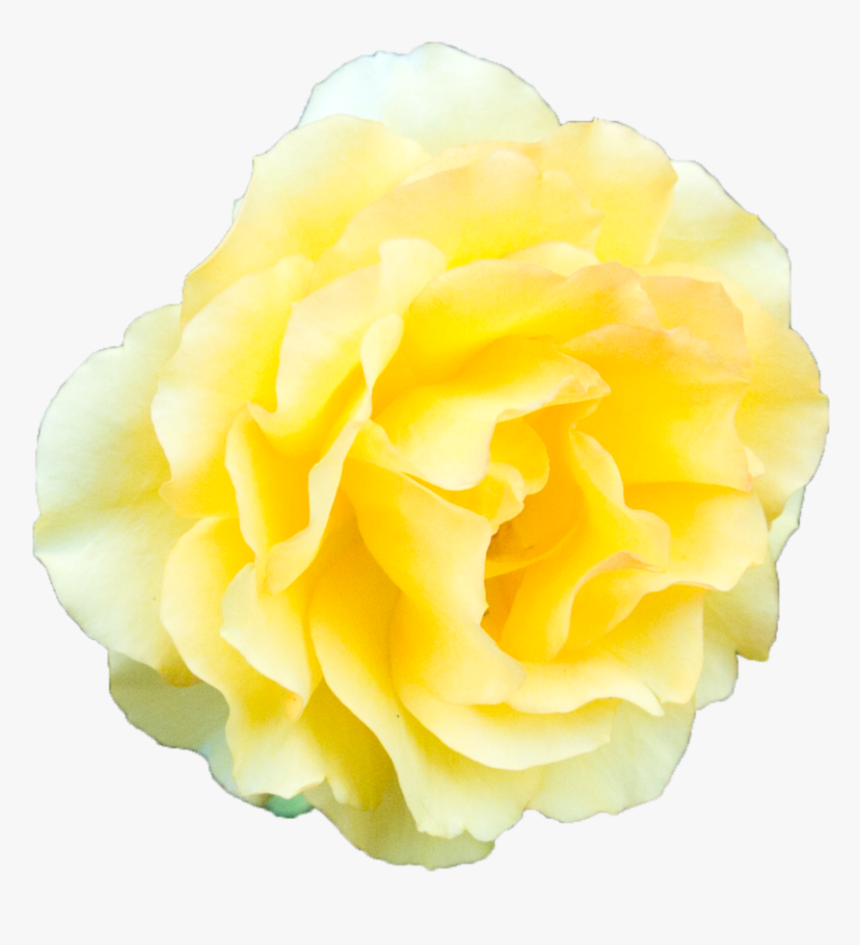 Yellow Rose Transparent Background - Yellow Flowers Transparent Background, HD Png Download, Free Download