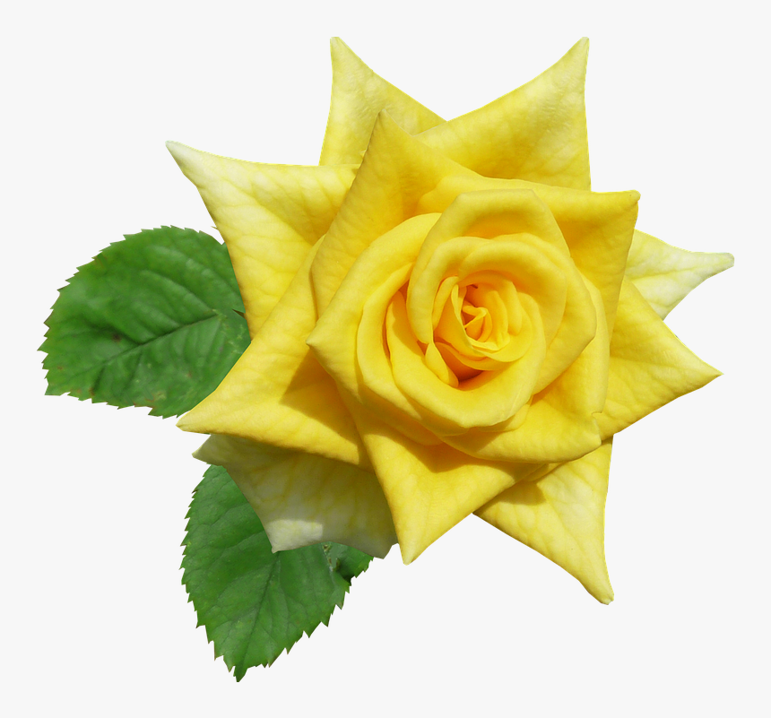 Rose, Yellow, Flower, Summer - Rose Kuning Png, Transparent Png, Free Download