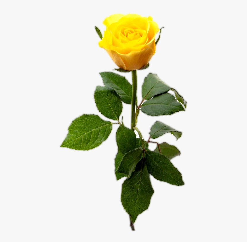 Transparent Single Flower Png - Single Yellow Rose Flower, Png Download, Free Download