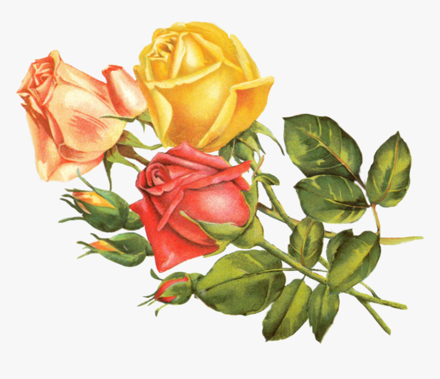 Vintage Yellow Rose Clipart, HD Png Download, Free Download