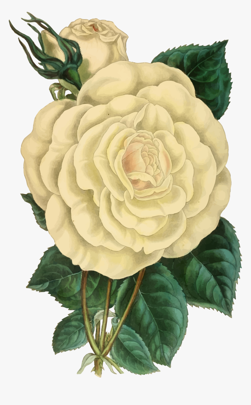 Vintage Rose Png - White Vintage Flowers Png, Transparent Png, Free Download