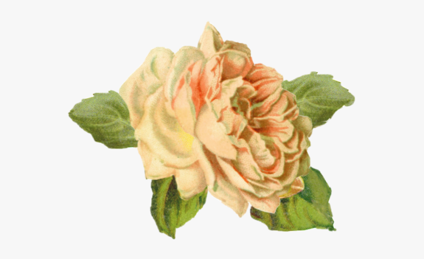 Rose, HD Png Download, Free Download