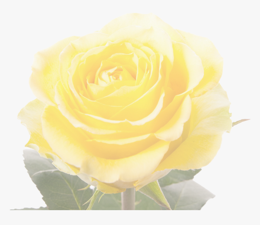 Garden Roses, HD Png Download, Free Download