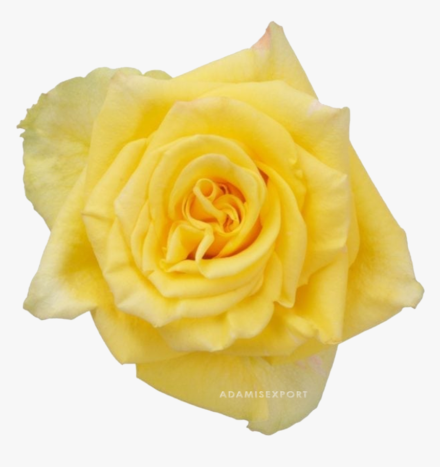 Yellow Rose Png, Transparent Png, Free Download