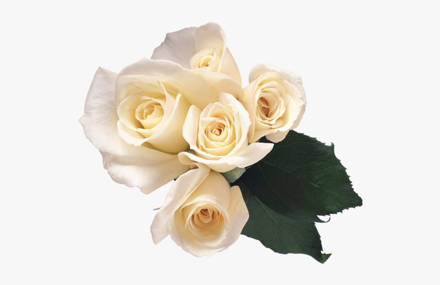 White Roses Png Free Download - Emozione Rosa Orientale Salvatore Ferragamo, Transparent Png, Free Download