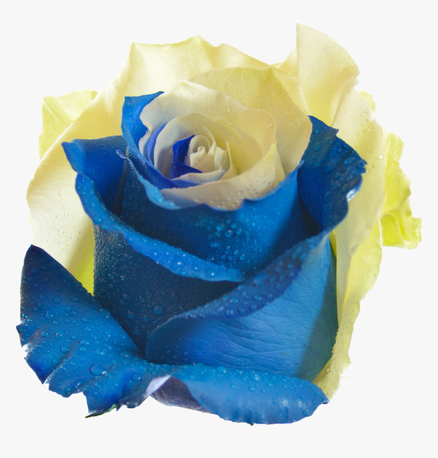Blue And Yellow Rose Flower Png , Png Download - Yellow And Sky Blue Rose, Transparent Png, Free Download