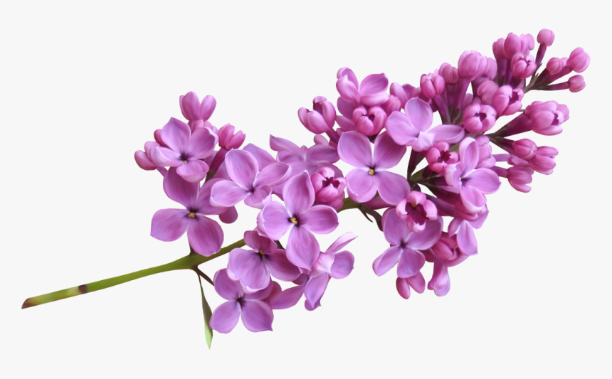 Download Lilac Png Image - Lilac Png, Transparent Png, Free Download