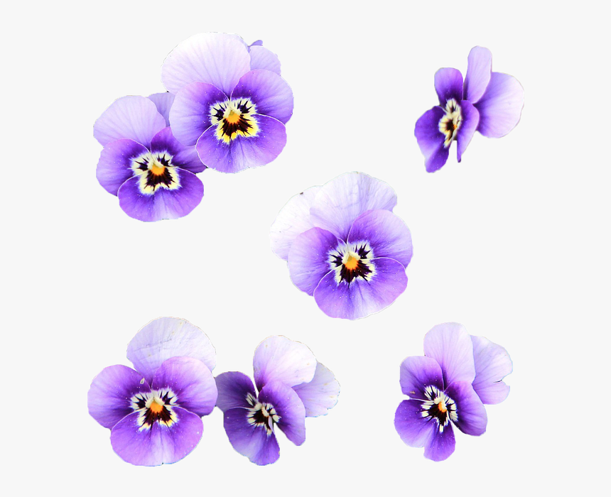 Flowers, Wild Flower, Transparent, Violet, Lilac - Flores Lila Png, Png Download, Free Download